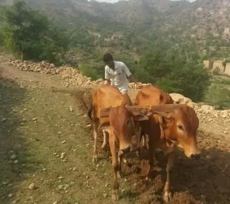 البنك الدولي: الزراعة تهيمن على الاقتصاد اليمني